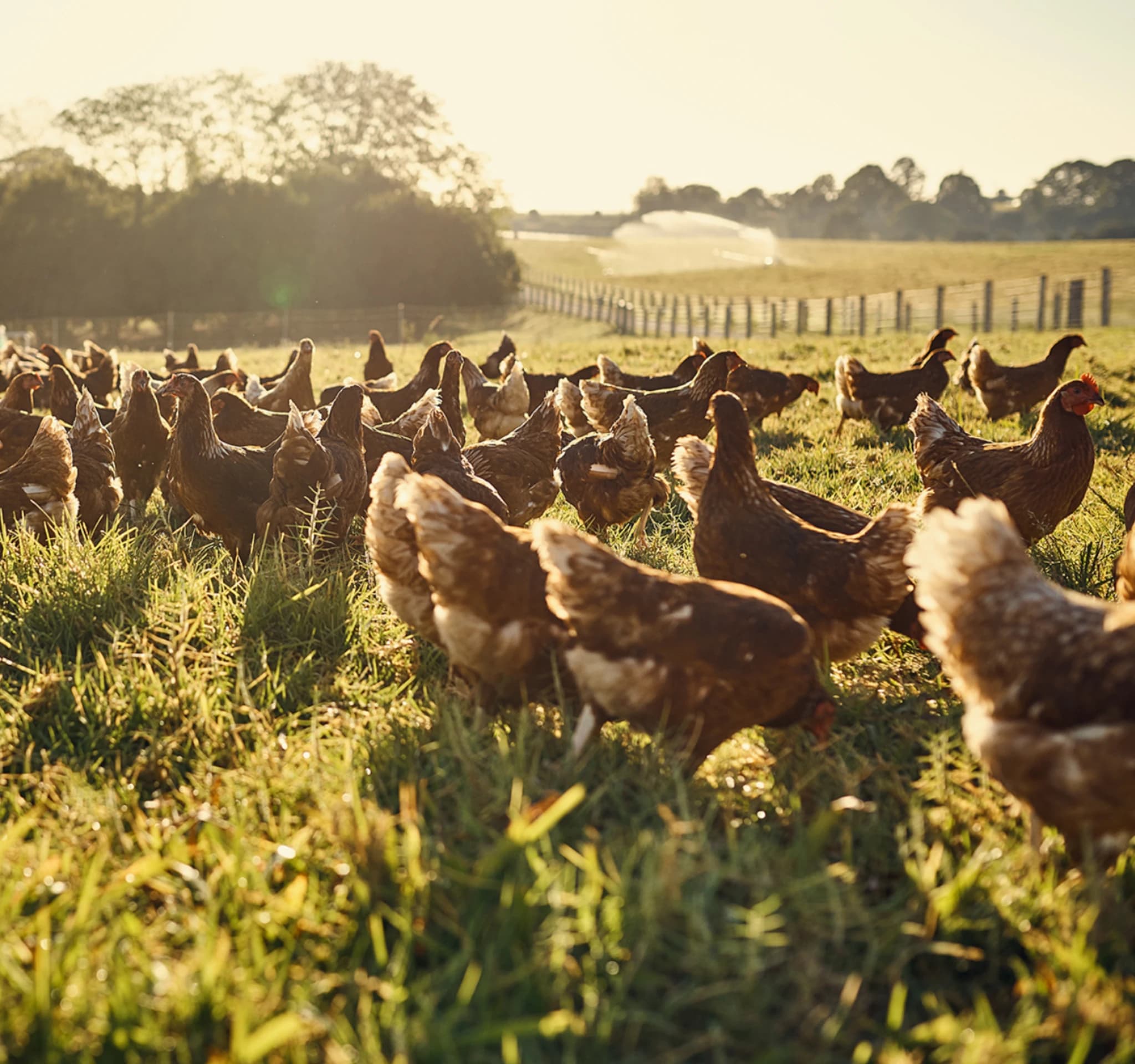 Chickens